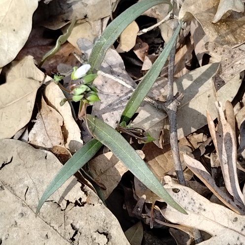 Photo of the plant species Virginia Springbeauty by @NaturallyJade21 named Sol on Greg, the plant care app