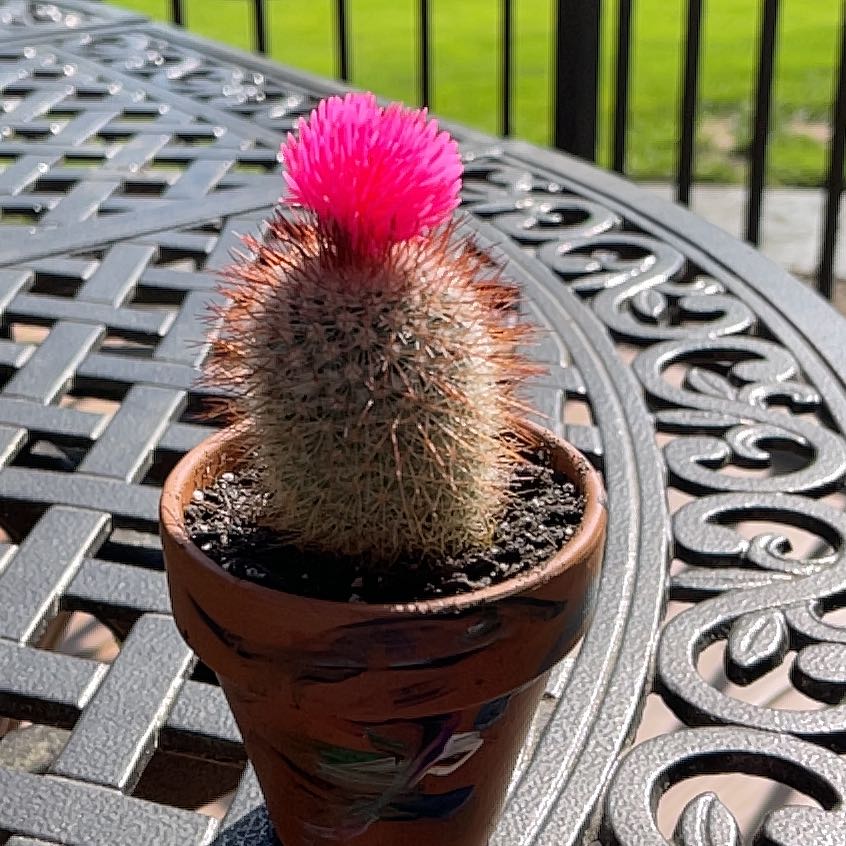 Photo of the plant species Texas Rainbow Cactus by @JPQuinncy named Lola on Greg, the plant care app