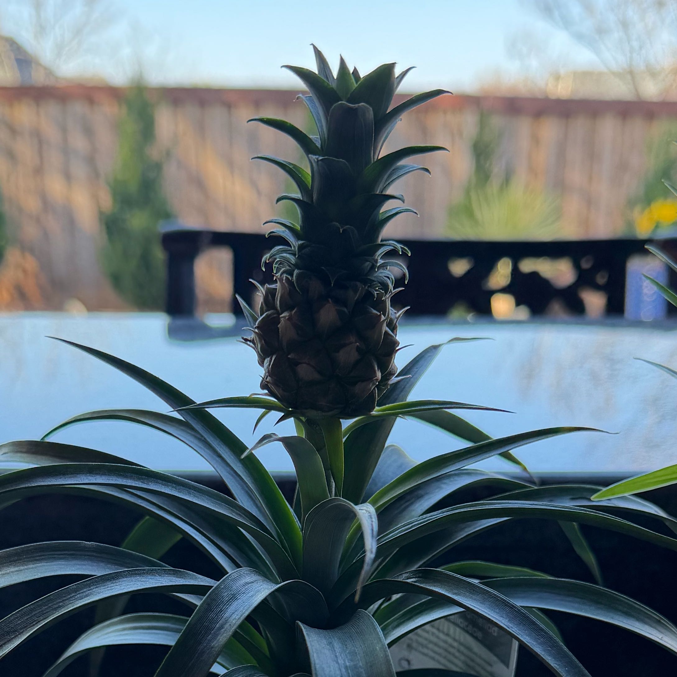 Photo of the plant species Pineapple by @ElderPalepuma5 named Elle on Greg, the plant care app