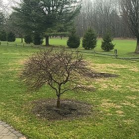 Photo of the plant species Kentucky Coffee Tree by @FacileAster34 named Miley on Greg, the plant care app