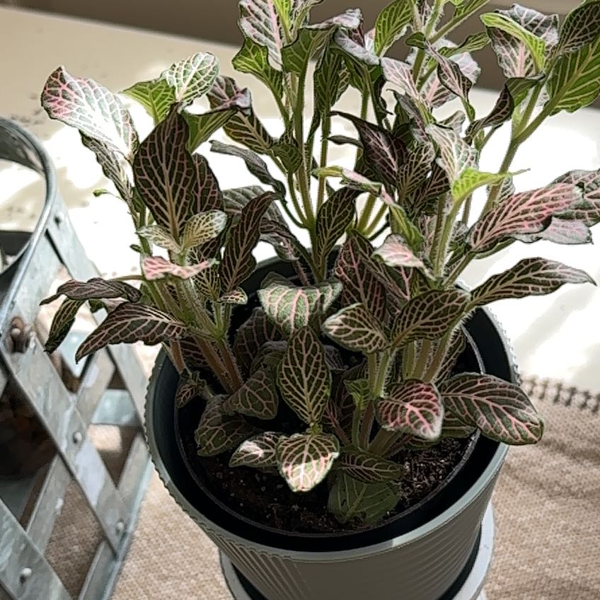 Photo of the plant species Exotic Angel by @SultryBeans68 named Girlfrond on Greg, the plant care app