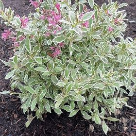 Photo of the plant species Monet Weigela by @CunningMiro64 named Prince on Greg, the plant care app