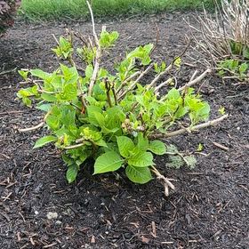 Photo of the plant species Summer Crush Hydrangea by @CunningMiro64 named Emerson on Greg, the plant care app