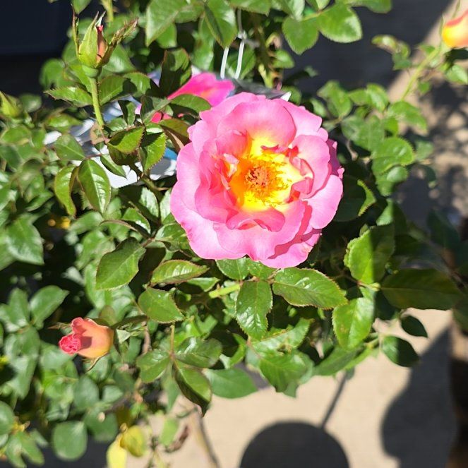 Photo of the plant species Julie Andrews Tea Rose by @Webogirl named Doja Cat on Greg, the plant care app