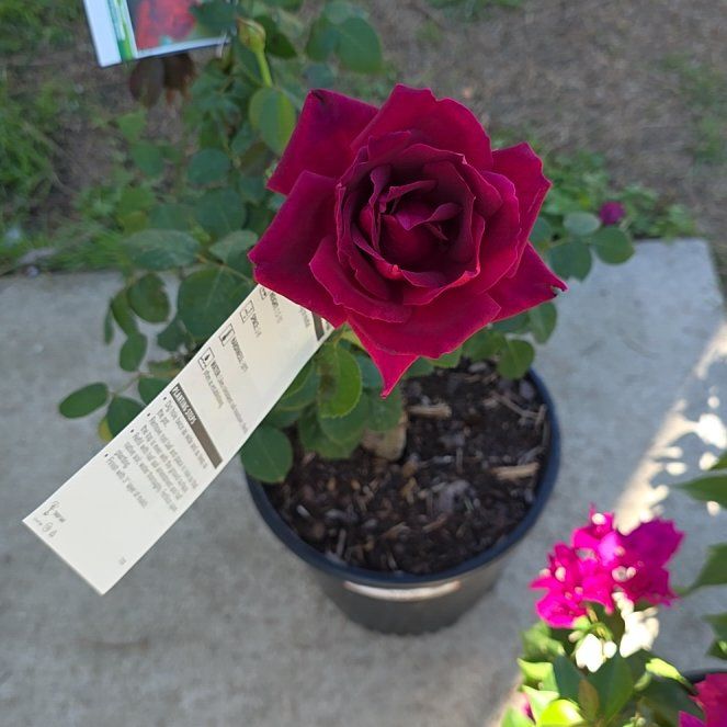 Photo of the plant species Oklahoma Rose by @Webogirl named Rihanna on Greg, the plant care app