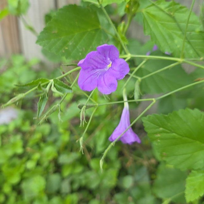 Photo of the plant species Violet Wild Petunia by @Webogirl named Lavender on Greg, the plant care app