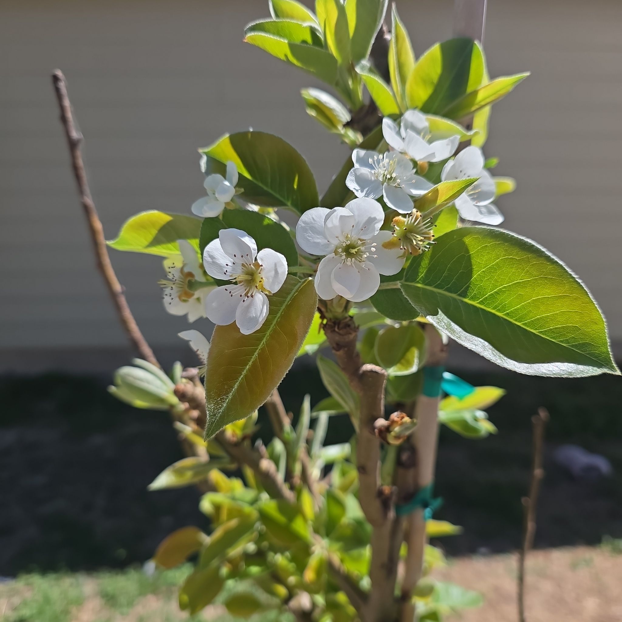 Photo of the plant species Orient Pear by @Webogirl named Girlfrond on Greg, the plant care app