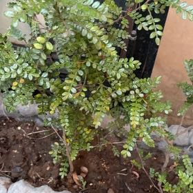 Photo of the plant species Wild Lime by @BlissfulChaya4 named Shakira on Greg, the plant care app