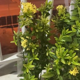 Photo of the plant species Flame of the Woods by @ShapelyFord90 named Walt on Greg, the plant care app