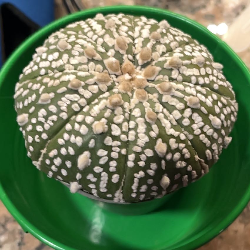 Photo of the plant species sanddollar cactus by @StellarWasabi named Gobi on Greg, the plant care app