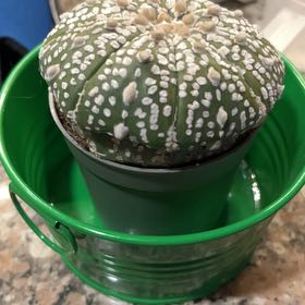 Photo of the plant species sanddollar cactus by @StellarWasabi named Mando on Greg, the plant care app