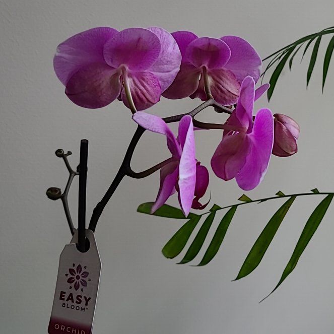 Photo of the plant species Lathyrus Latifolius by @LadyNoni80 named Homer on Greg, the plant care app