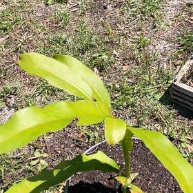 Photo of the plant species Chenet by @FreeSainfoin84 named Leaf Erickson on Greg, the plant care app