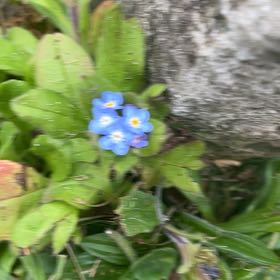 Photo of the plant species Broadleaf Forget-Me-Not by @HipUngnadia45 named Planty on Greg, the plant care app