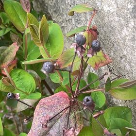 Photo of the plant species Tutsan by @HipUngnadia45 named Homer on Greg, the plant care app