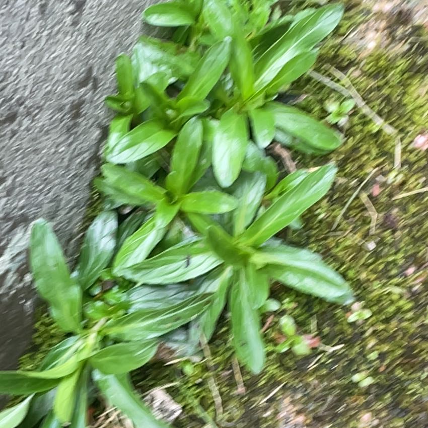 Photo of the plant species Spurgelaurel by @HipUngnadia45 named Tree Diddy on Greg, the plant care app