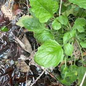 Photo of the plant species Common Nipplewort by @HipUngnadia45 named Sonora on Greg, the plant care app