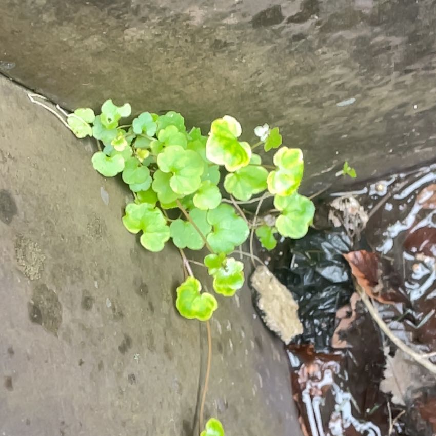Photo of the plant species Kenilworth Ivy by @HipUngnadia45 named Einstein on Greg, the plant care app