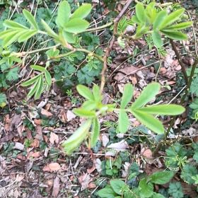 Photo of the plant species Sicklepod by @HipUngnadia45 named Kesha on Greg, the plant care app