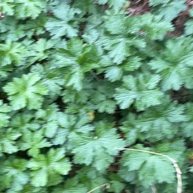 Photo of the plant species Shining Geranium by @HipUngnadia45 named Scarlett on Greg, the plant care app