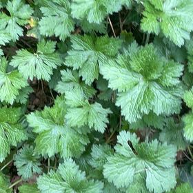 Photo of the plant species Common Motherwort by @HipUngnadia45 named Wall-E on Greg, the plant care app