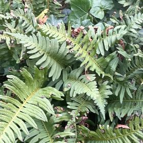 Photo of the plant species Common Polypody by @HipUngnadia45 named Aristotle on Greg, the plant care app