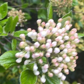 Photo of the plant species Wayfaring Tree Viburnum by @HipUngnadia45 named Fernie Saunders on Greg, the plant care app