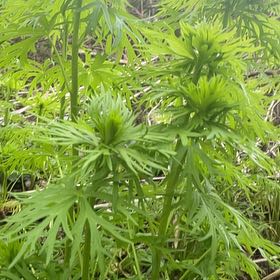 Photo of the plant species Monkshood by @HipUngnadia45 named Dax on Greg, the plant care app