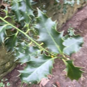 Photo of the plant species Holly by @HipUngnadia45 named Lavender on Greg, the plant care app