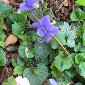 Photo of the plant species Common Dog Violet by @HipUngnadia45 named Kobe on Greg, the plant care app