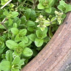 Photo of the plant species Sticky Chickweed by @HipUngnadia45 named Nithin on Greg, the plant care app