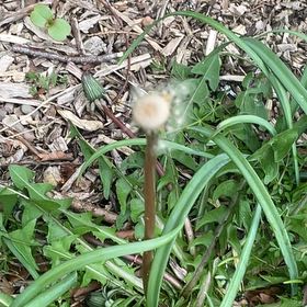 Photo of the plant species Rock Dandelion by @HipUngnadia45 named Sanders on Greg, the plant care app