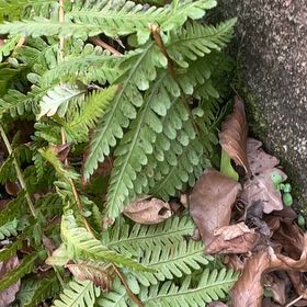 Photo of the plant species Male-Fern by @HipUngnadia45 named Queen on Greg, the plant care app