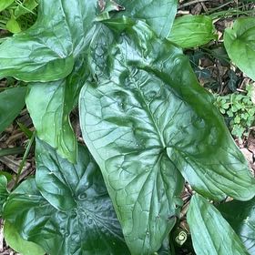 Photo of the plant species Snakeshead by @HipUngnadia45 named Sol on Greg, the plant care app