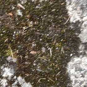 Photo of the plant species Silvergreen Bryum Moss by @HipUngnadia45 named LiloStitch on Greg, the plant care app