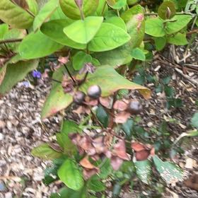 Photo of the plant species Tutsan by @HipUngnadia45 named Aria on Greg, the plant care app
