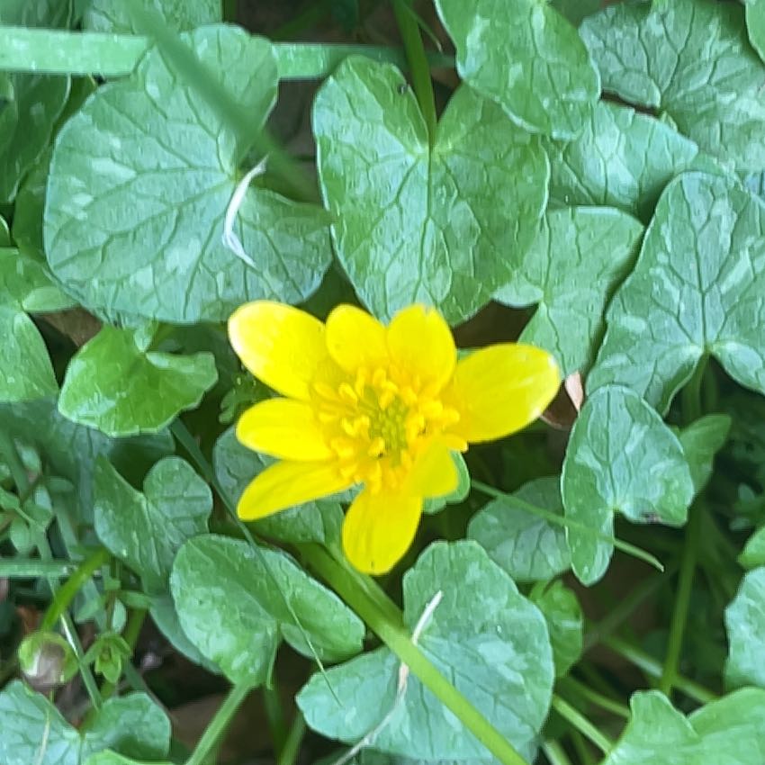 Photo of the plant species Ficaria verna by @HipUngnadia45 named Sage on Greg, the plant care app
