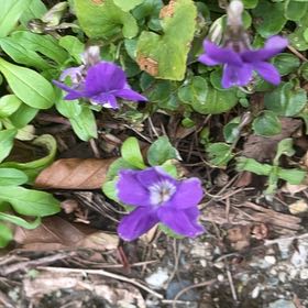 Photo of the plant species Common Dog Violet by @HipUngnadia45 named McKinley on Greg, the plant care app