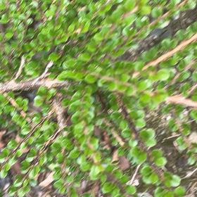 Photo of the plant species Rockspray Cotoneaster by @HipUngnadia45 named Walt on Greg, the plant care app