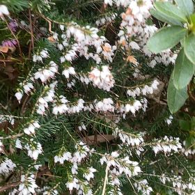 Photo of the plant species Alpine Heath by @HipUngnadia45 named Elina on Greg, the plant care app