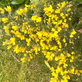 Photo of the plant species Common Gorse by @HipUngnadia45 named Tolkien on Greg, the plant care app