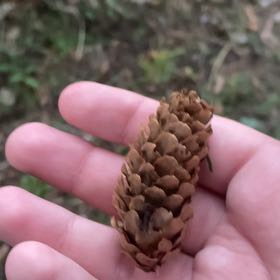 Photo of the plant species Sitka Spruce by @HipUngnadia45 named Harry on Greg, the plant care app