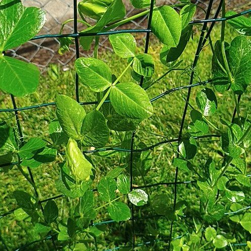 Photo of the plant species Peas by @VividOnion60 named Plato on Greg, the plant care app