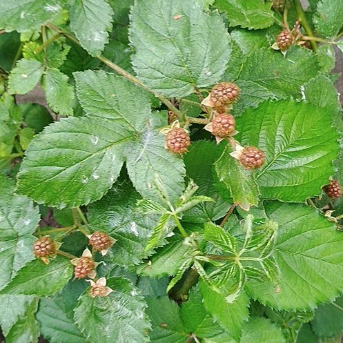 Photo of the plant species Rubus Allegheniensis by @VividOnion60 named LiloStitch on Greg, the plant care app