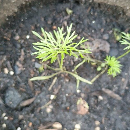 Photo of the plant species Dill by @VividOnion60 named Osmo on Greg, the plant care app