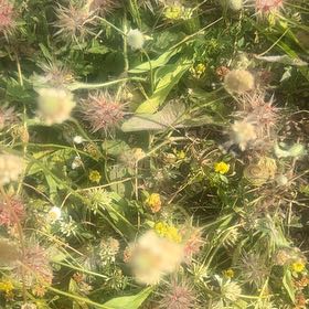 Photo of the plant species Oblong-Leaved Sundew by @RadCatnip64 named Sage on Greg, the plant care app
