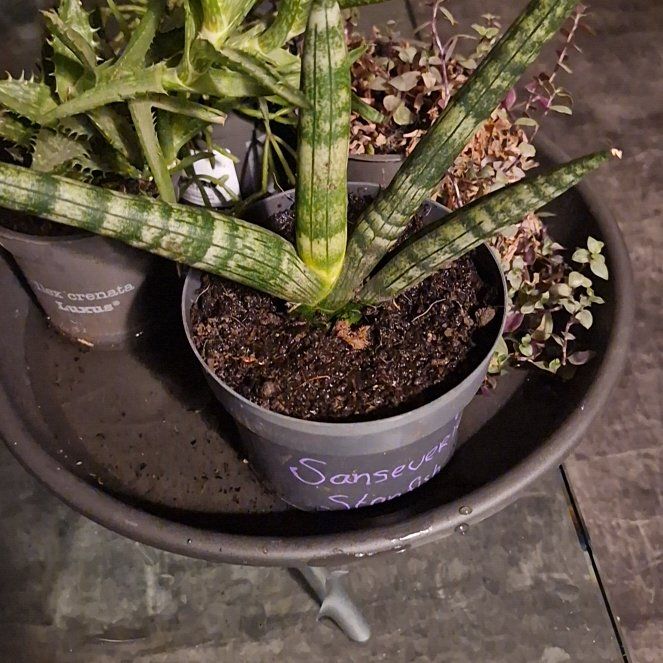 Photo of the plant species sanseveria starfish by @Ascari named Patrick Ster on Greg, the plant care app