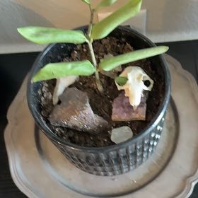 Photo of the plant species Zz by @HardyDaisy54 named Scarlett on Greg, the plant care app
