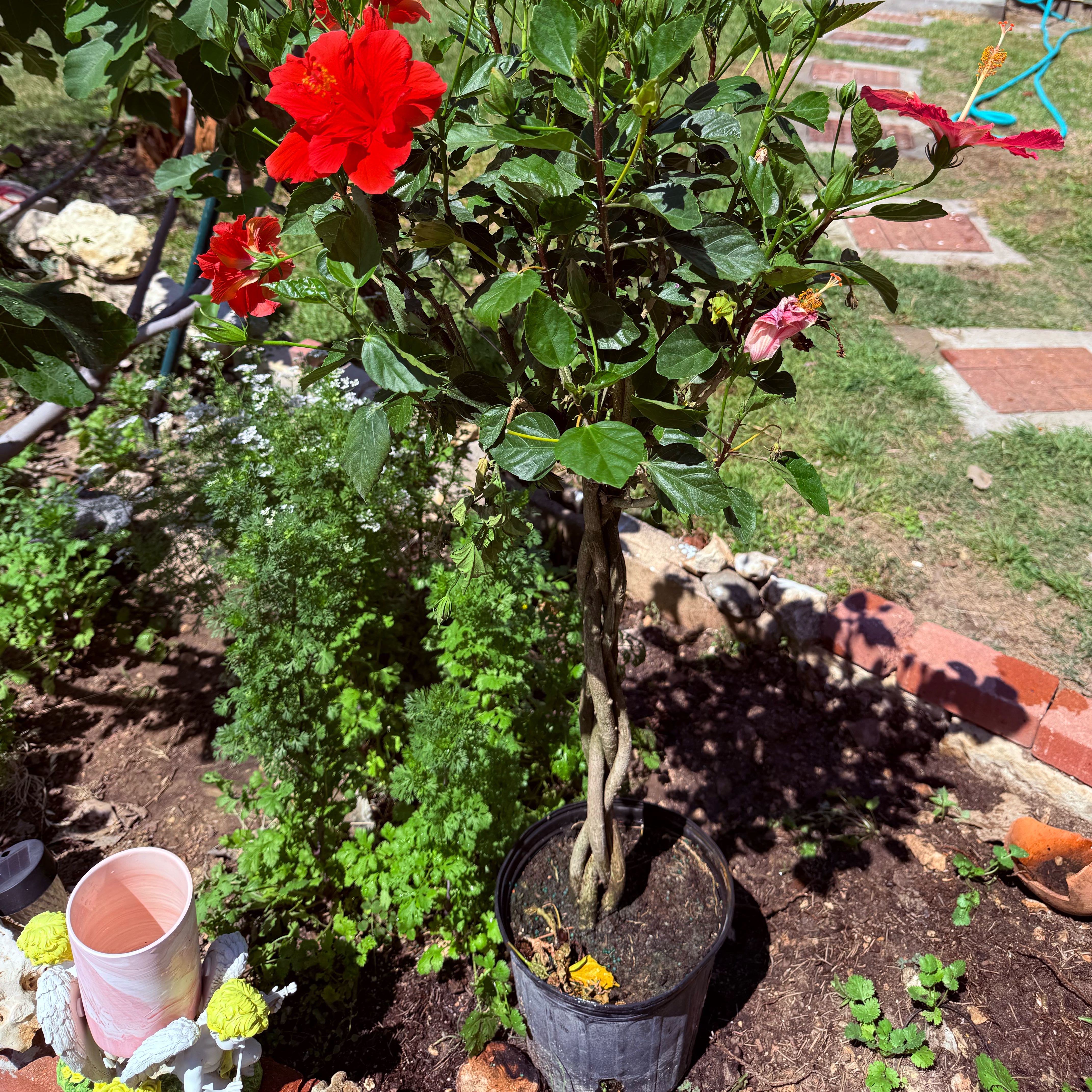 Photo of the plant species Hibiscus by @SwiftWorm94 named Robert Plant on Greg, the plant care app