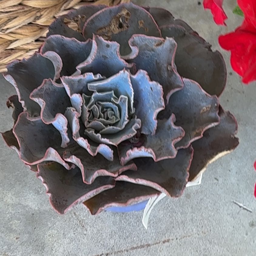 Photo of the plant species Echeveria 'Andromeda' by @FastChervil63 named Spike Leaves on Greg, the plant care app